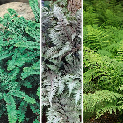 Shady Nook Fern Collection