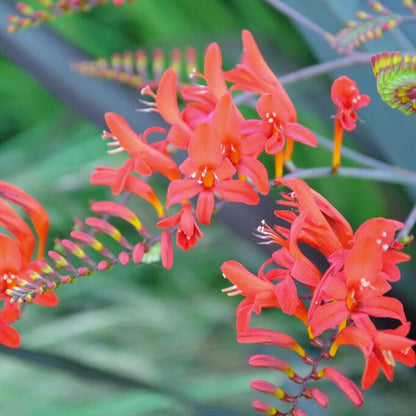 Sharona Crocosmia