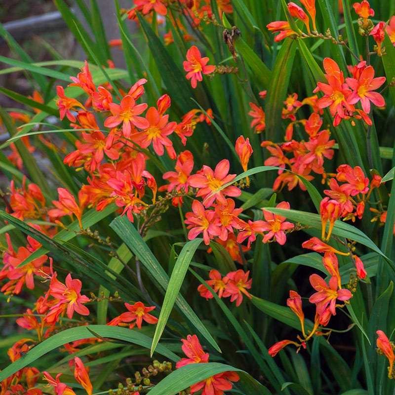 Sharona Crocosmia