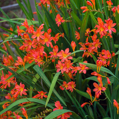 Sharona Crocosmia