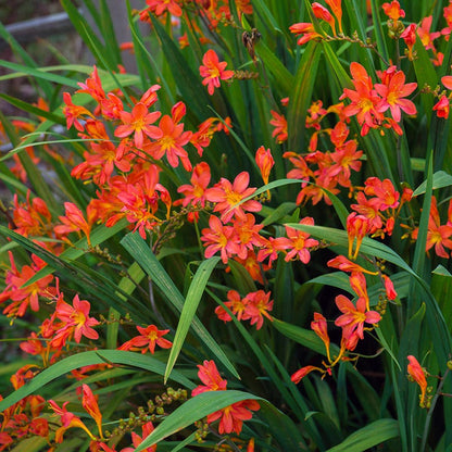 Hot Summer Heights Bulb Collection