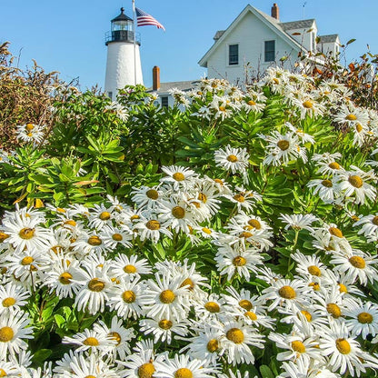 Shasta Daisy Seeds