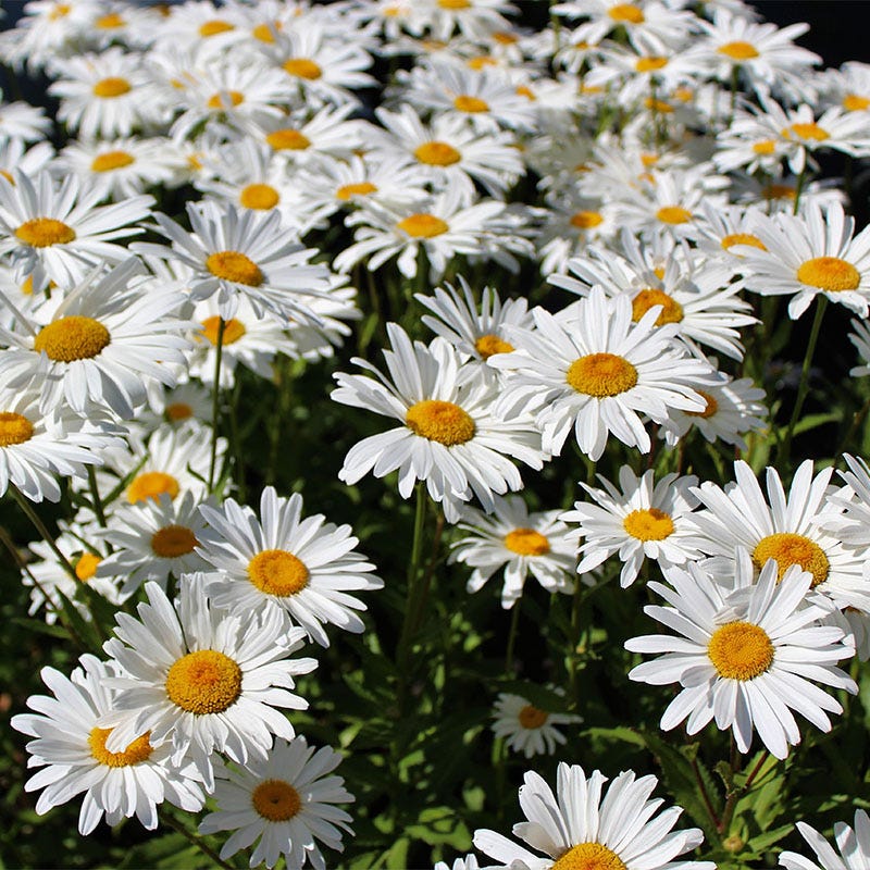 Long Lasting Wildflower Seed Collection