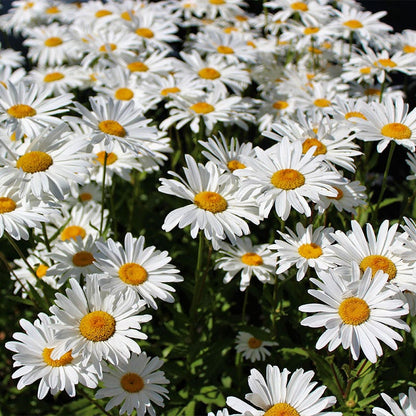 Long Lasting Wildflower Seed Collection