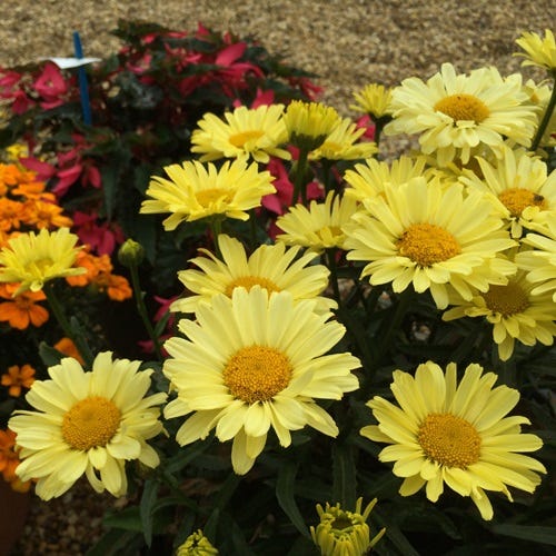 sunbeam light show flower seed Real Sunbeam Shasta Daisy, Leucanthemum