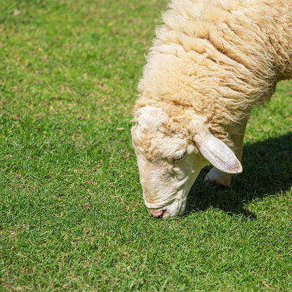 Sheep Pasture Seed Mix