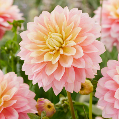 Sheer Heaven Decorative Dahlia