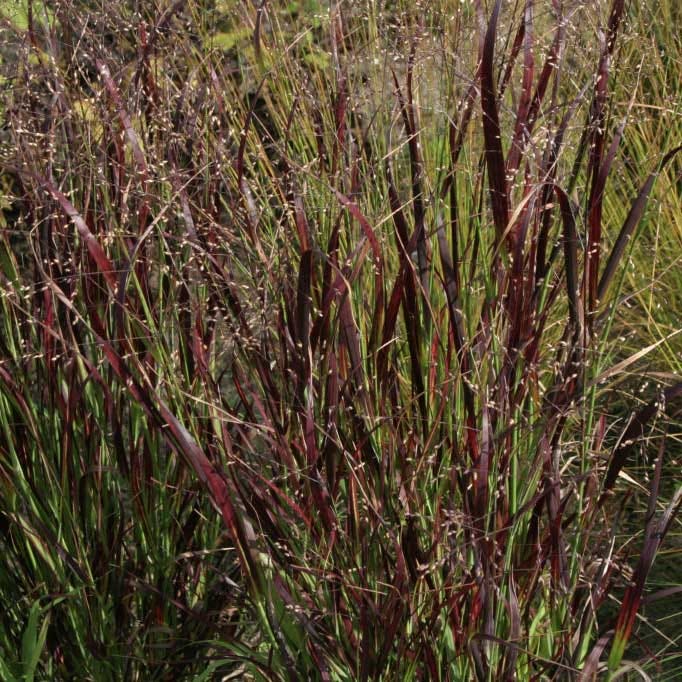 Natural Nectar Native Pre-Planned Garden