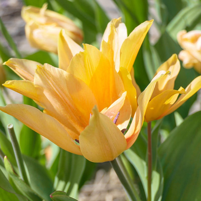 Shogun Wild Tulip