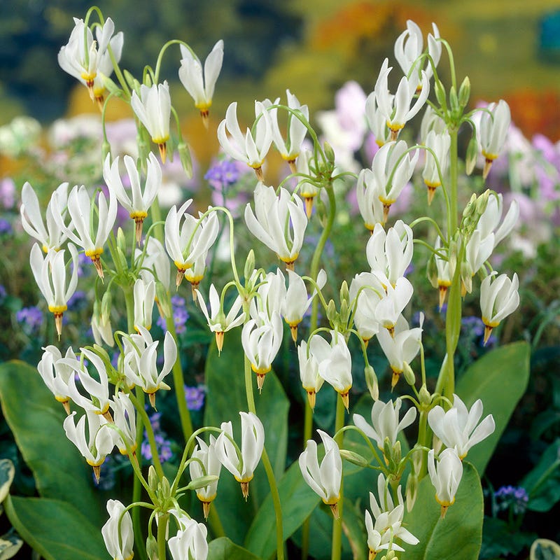 Shooting Star - Plant