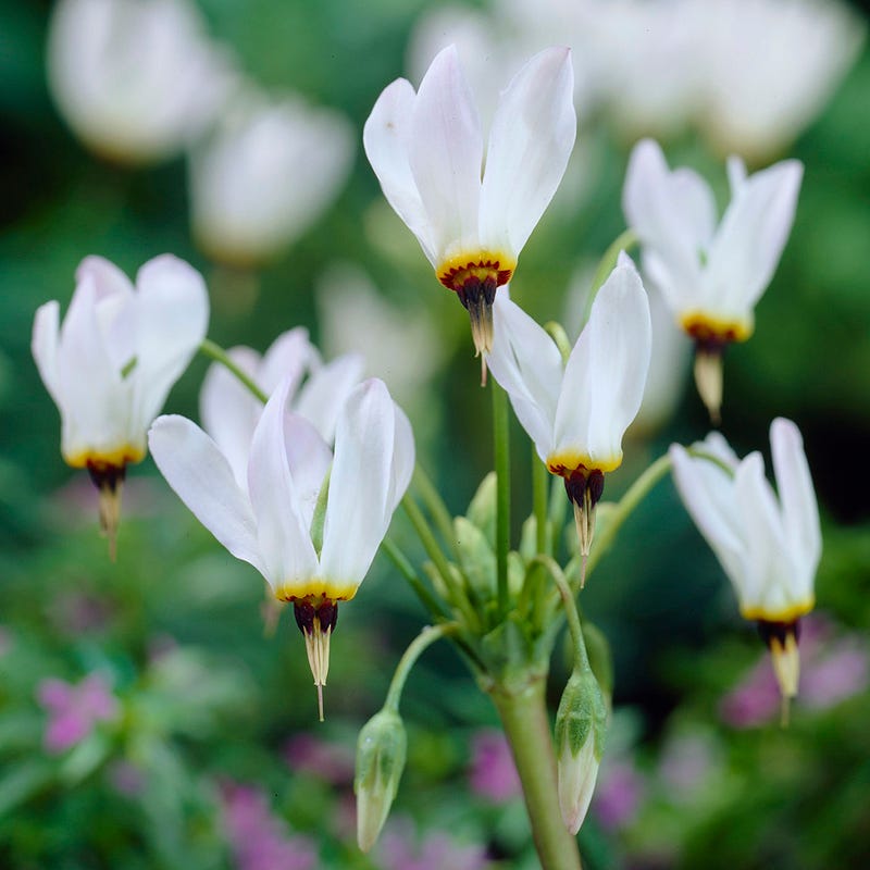 Shade Pollinator Pit Stop Plant Collection