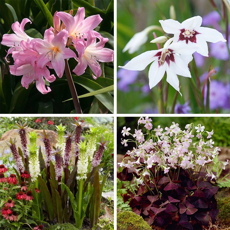 Show and Tell Unique Bulb Collection