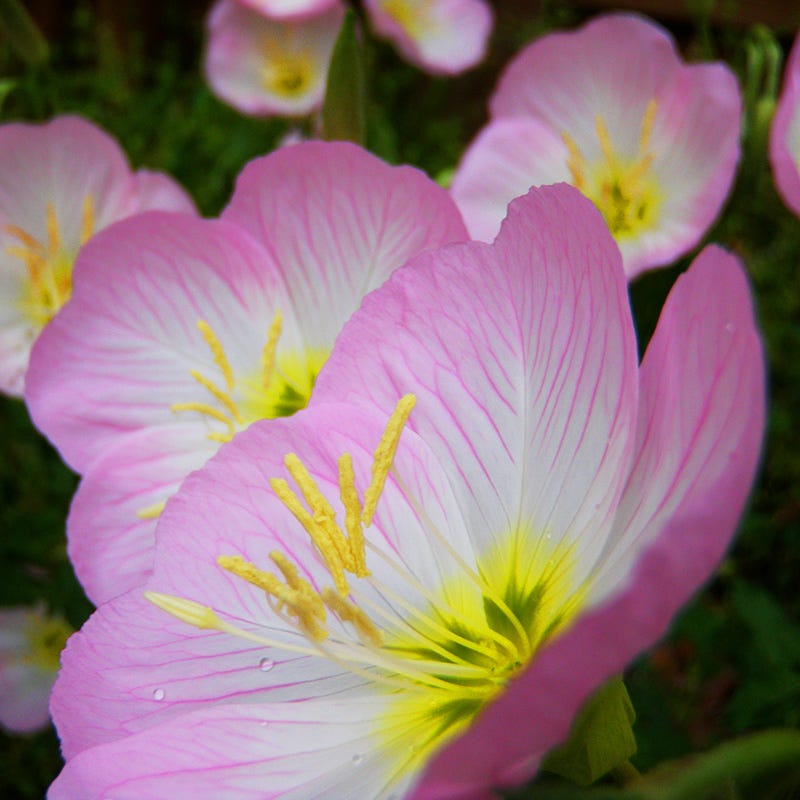 Pink Wildflower Seed Mix