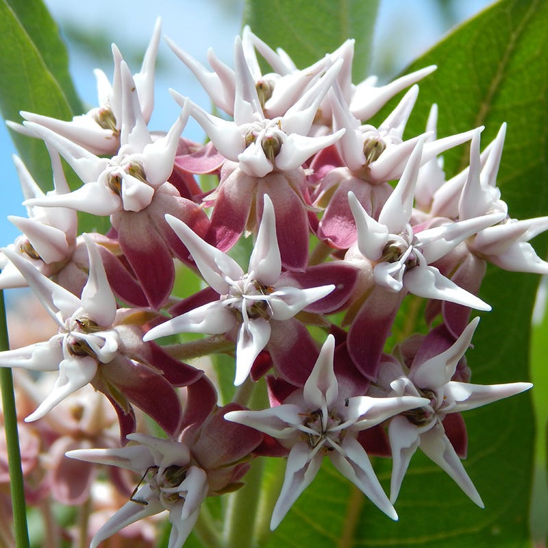 planting showy milkweed seeds Showy Milkweed Seeds, Asclepias speciosa