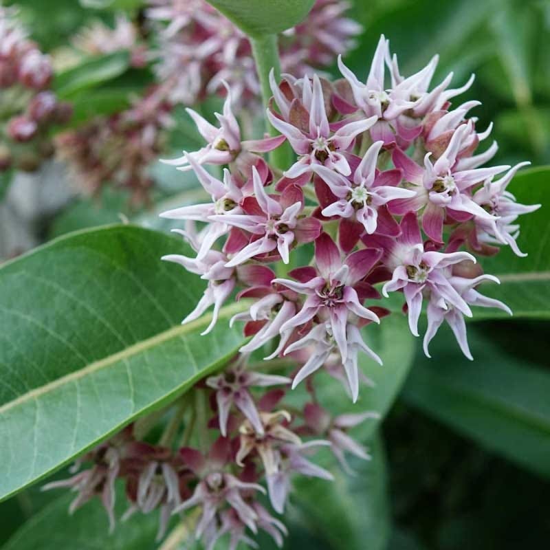 Showy Milkweed Seeds