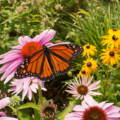 The Monarch Highway Native Wildflower Seed Mix