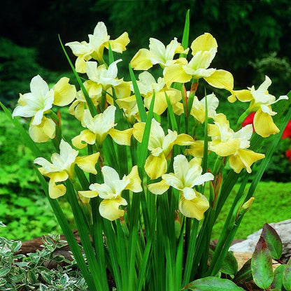 Farmhouse Pre-Planned Garden