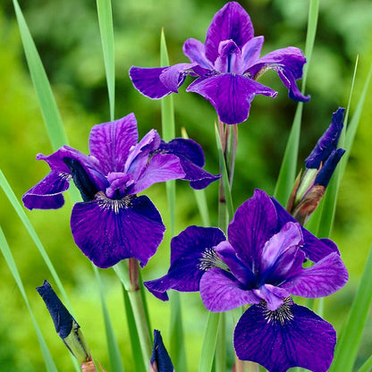 Caesar's Brother Siberian Iris