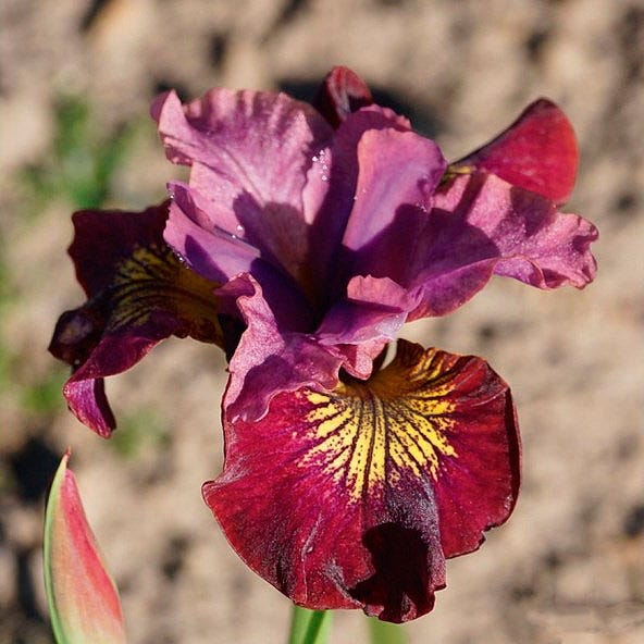 Miss Apple Siberian Iris