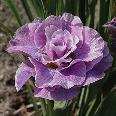 Pink Parfait Siberian Iris