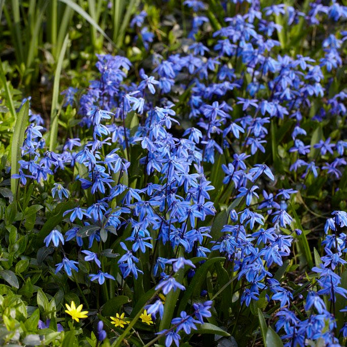 Naturalizing Fairy Garden Bulb Collection