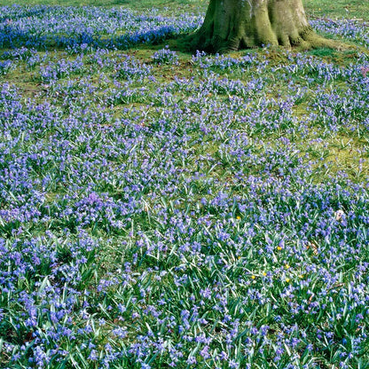 Siberian Squill