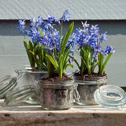Siberian Squill