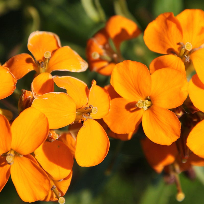 orange flower seeds Orange Wildflower Seed Mix
