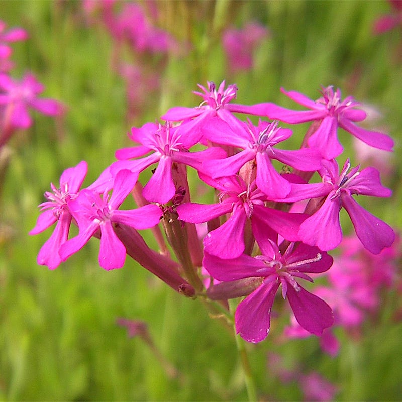 None so Pretty or Catchfly Seeds