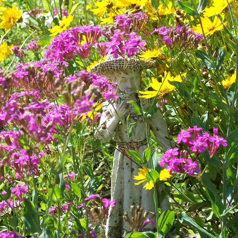 catchfly flower seeds None so Pretty or Catchfly Seeds | Pink