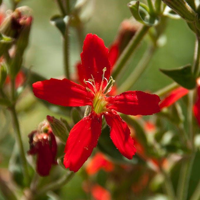 Royal Catchfly