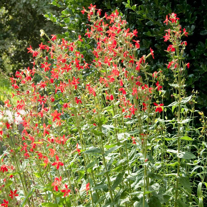 Royal Catchfly