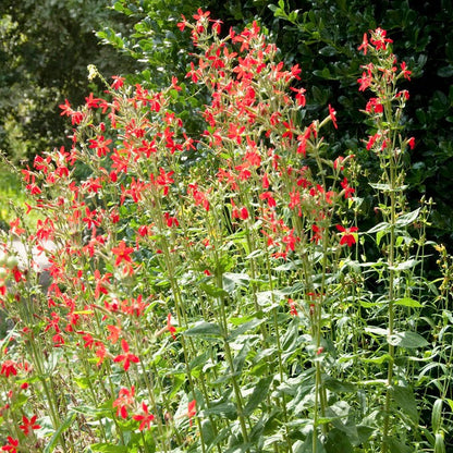 Royal Catchfly