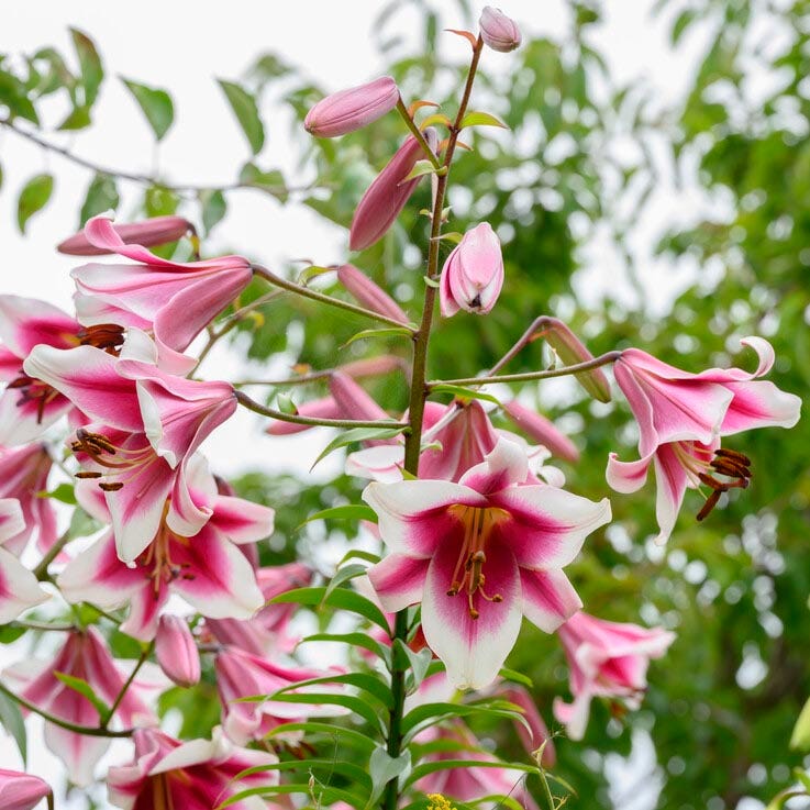 silk asiatic lilies Silk Road Orienpet Lily (Friso)