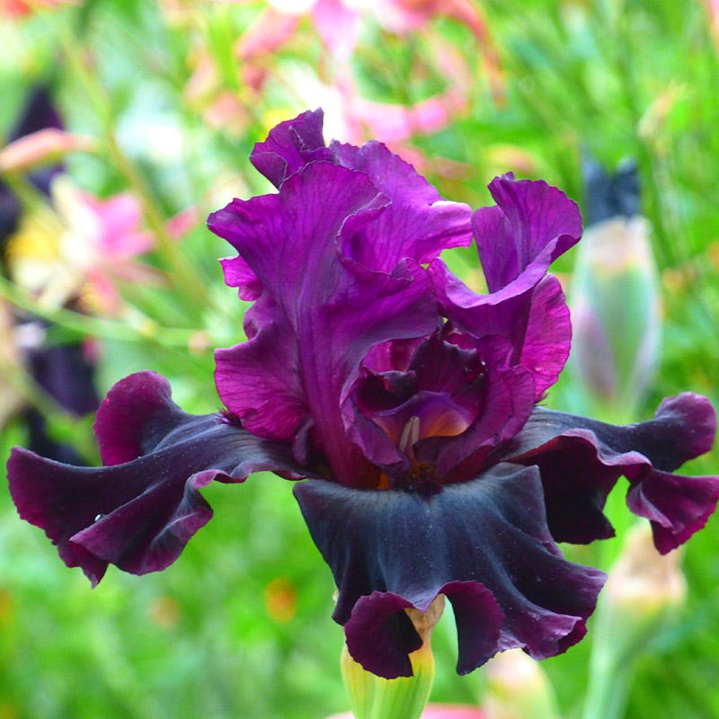 Silken Trim Bearded Iris