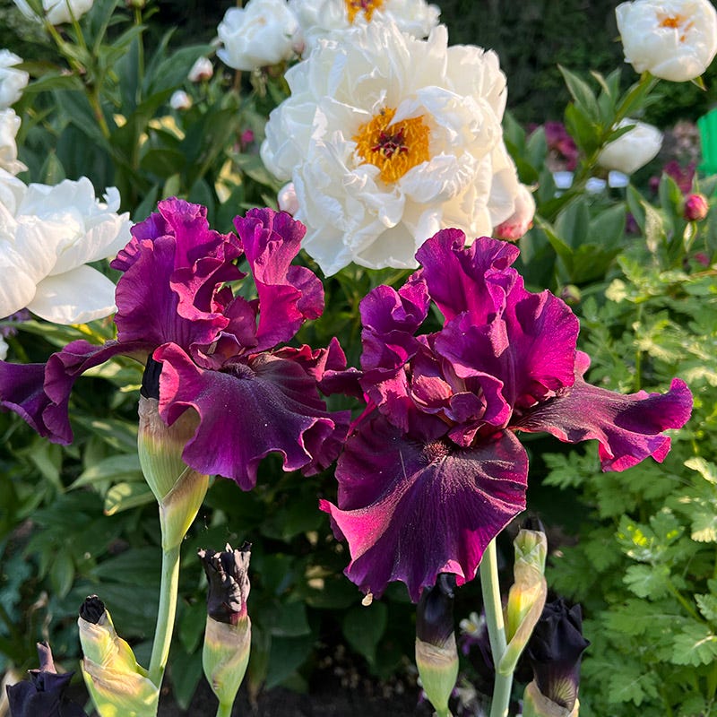 Silken Trim Bearded Iris, Iris germanica | American Meadows