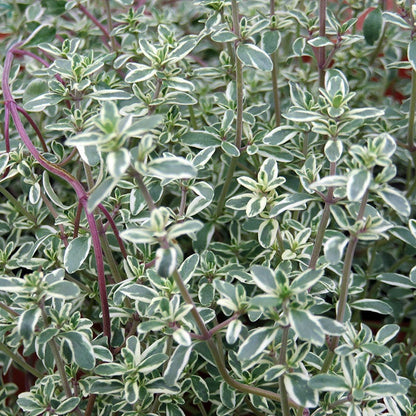 Silver King Creeping Thyme