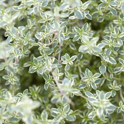 Silver King Creeping Thyme