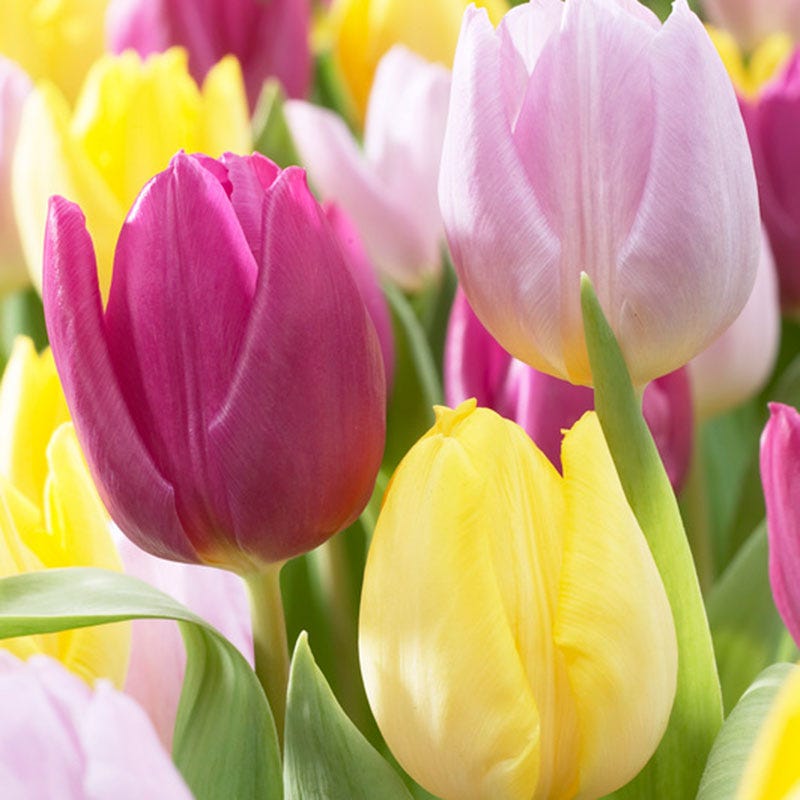 Royal Prince Single Early Tulip Mix