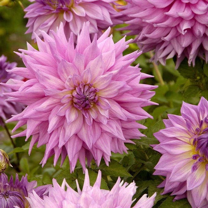 Sir Alf Ramsey Dinner Plate Dahlia