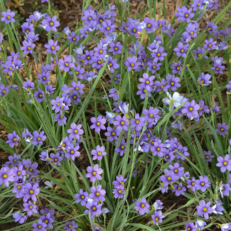 Lucerne Blue-Eyed Grass