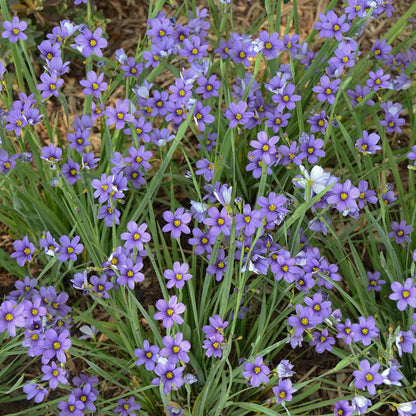 Lucerne Blue-Eyed Grass