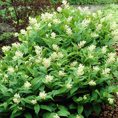 Solomon's Plume Seeds