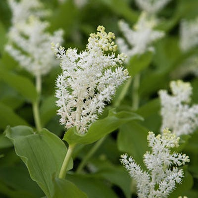 Solomon's Plume Seeds