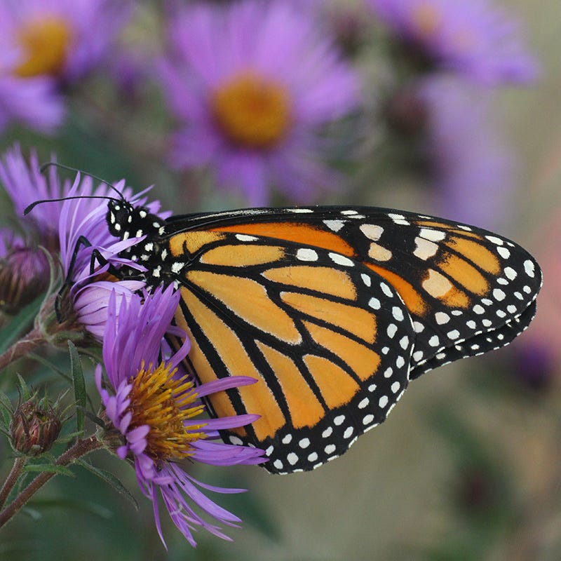 Native Pollinator Pit Stop Plant Collection