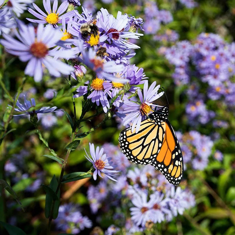 Aster Extravaganza Collection | Late-Season Pollinator Color