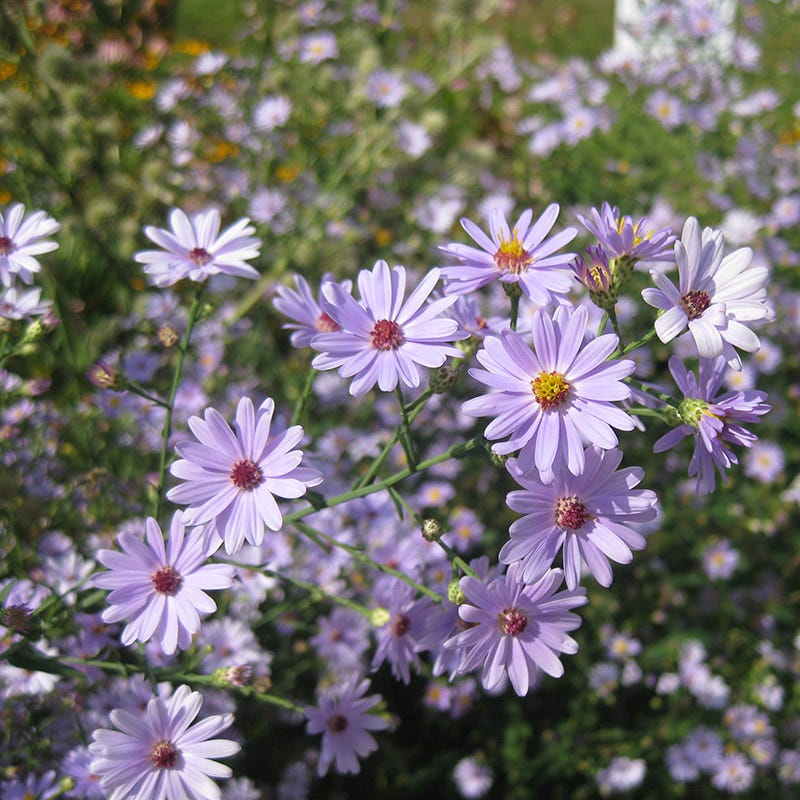 Smooth Blue Aster