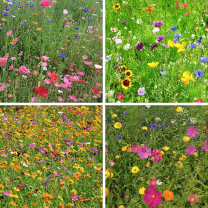 late summer wildflower seeds Spring Into Summer Seasonal Wildflower Seed Mix