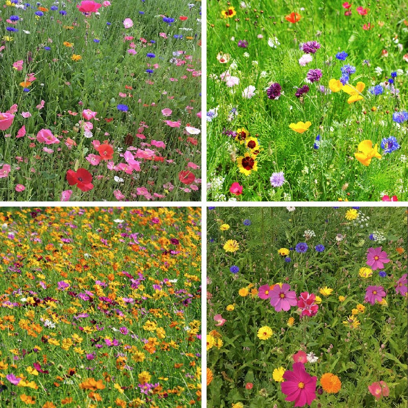 Spring Into Summer Seasonal Wildflower Seed Mix