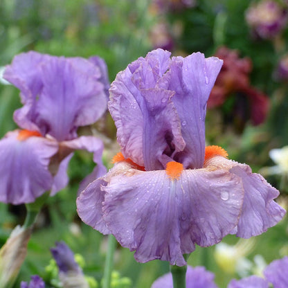 Snappy Dresser Bearded Iris
